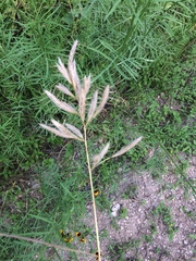 Bromus lanceolatus