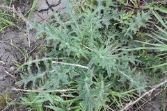 Cirsium vulgare