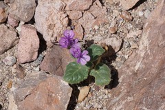 Phacelia calthifolia