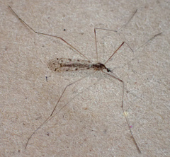 Rhipidia maculata