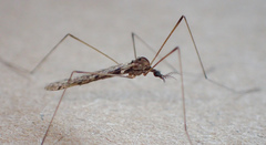 Rhipidia maculata