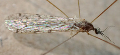Rhipidia maculata