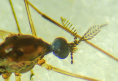 Rhipidia maculata