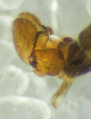 Rhipidia maculata
