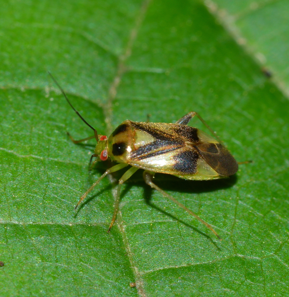 Neolygus atrinotatus