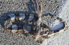 Lampropeltis annulata