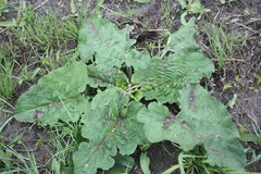 Arctium