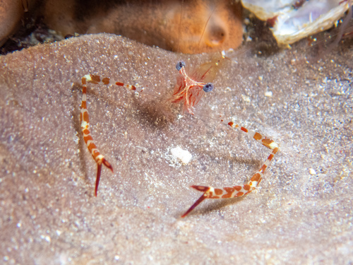 Cuapetes ischiospinosus