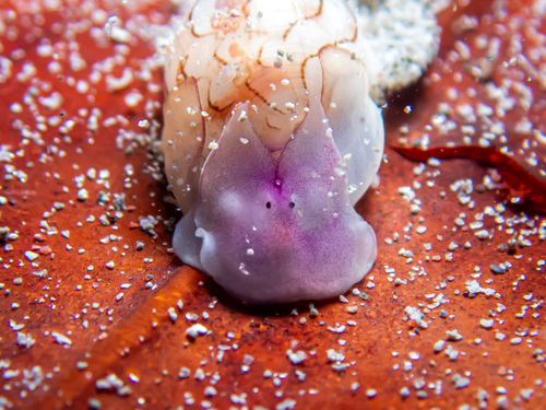 Atys kuhnsi — seen at this dive site