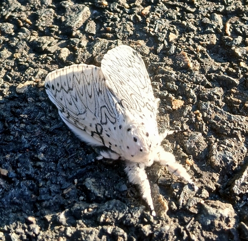 Cerura erminea