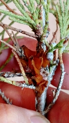 Gymnosporangium juniperi-virginianae