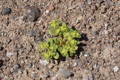 Gilmania luteola