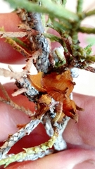 Gymnosporangium juniperi-virginianae