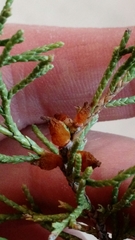 Gymnosporangium juniperi-virginianae