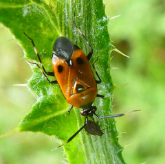 Deraeocoris punctum
