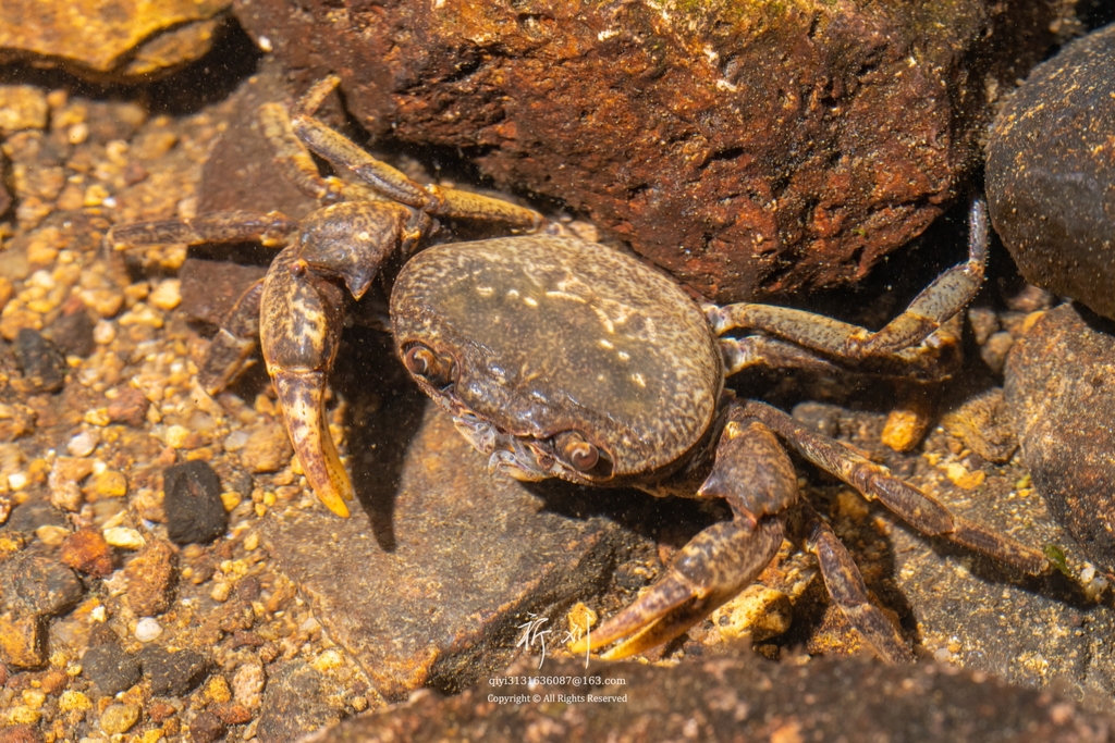 Yarepotamon