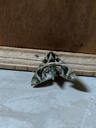 Oleander Hawkmoth