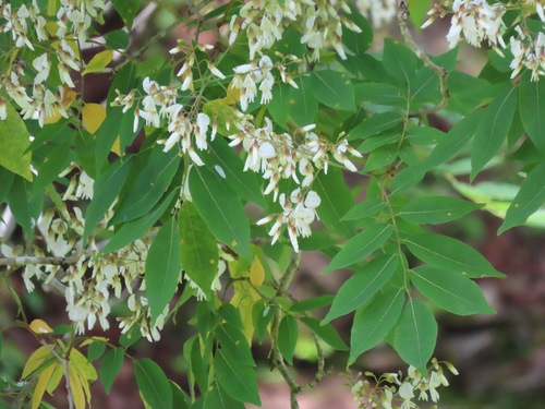 Cladrastis shikokiana iNat (2)