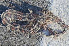 Lampropeltis annulata