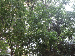 Acer negundo mexicanum