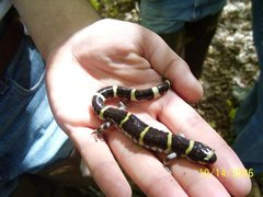 Ambystoma annulatum