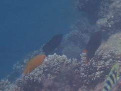 Pomacentrus philippinus