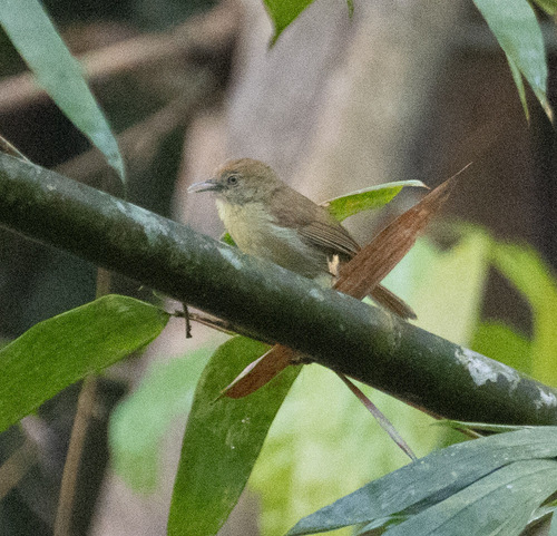 Grey-faced Tit-Babbler (Mixornis kelleyi), photo 6