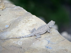 Sceloporus merriami