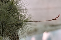 Tillandsia fuchsii