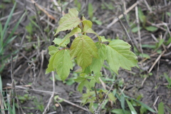 Acer negundo