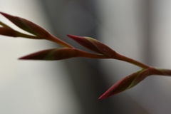 Tillandsia fuchsii