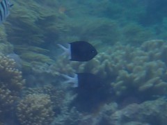 Pycnochromis margaritifer