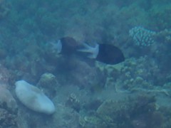 Pycnochromis margaritifer