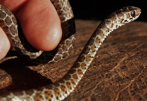 Zambian Whip Snake
