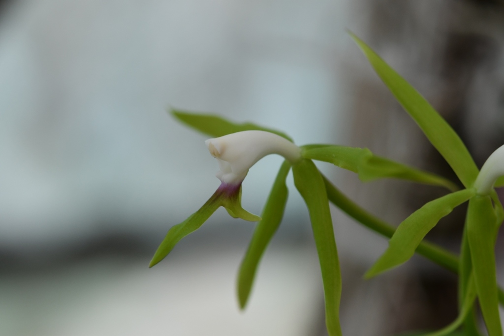 Epidendrum lacertinum Lindl. 3