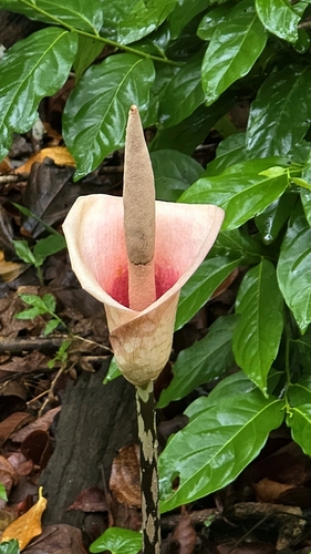 Amorphophallus bulbifer, photograph 1