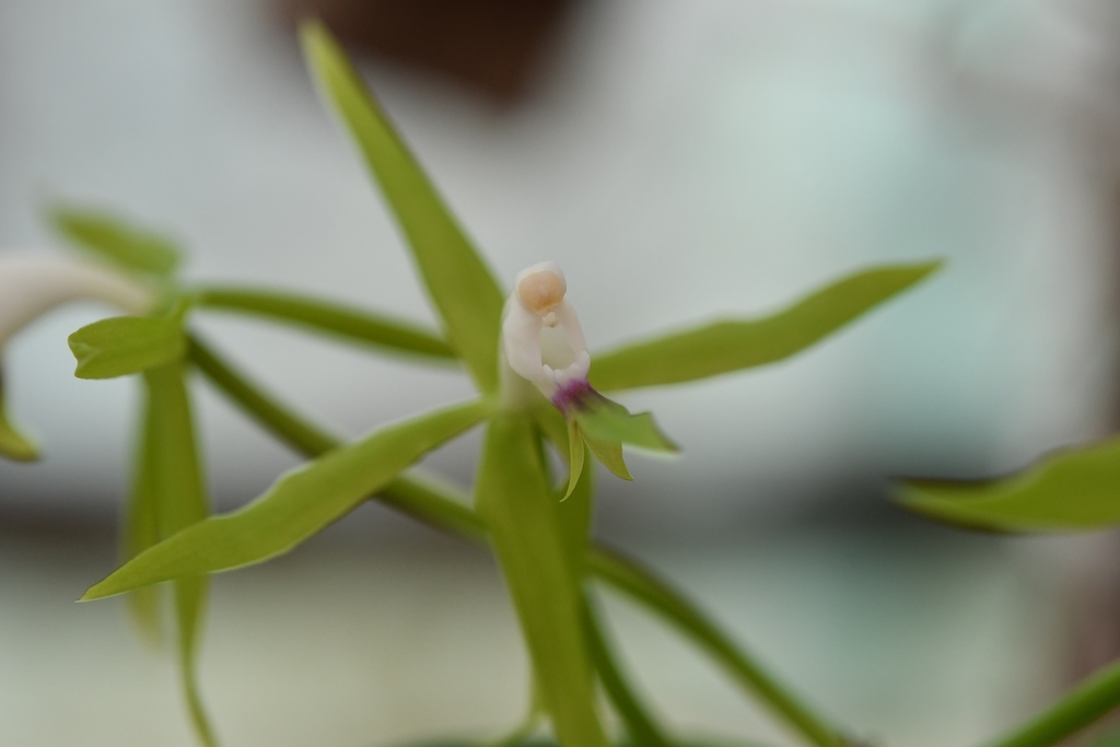 Epidendrum lacertinum Lindl. 2