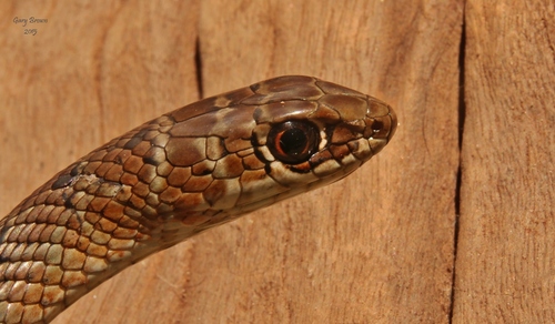 Zambian Whip Snake