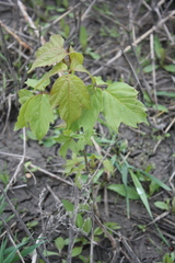 Acer negundo