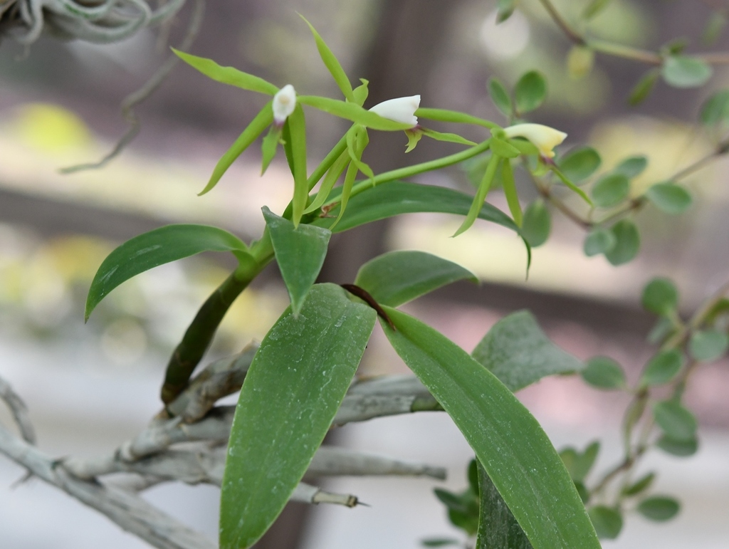 Epidendrum lacertinum