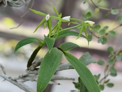 Epidendrum lacertinum