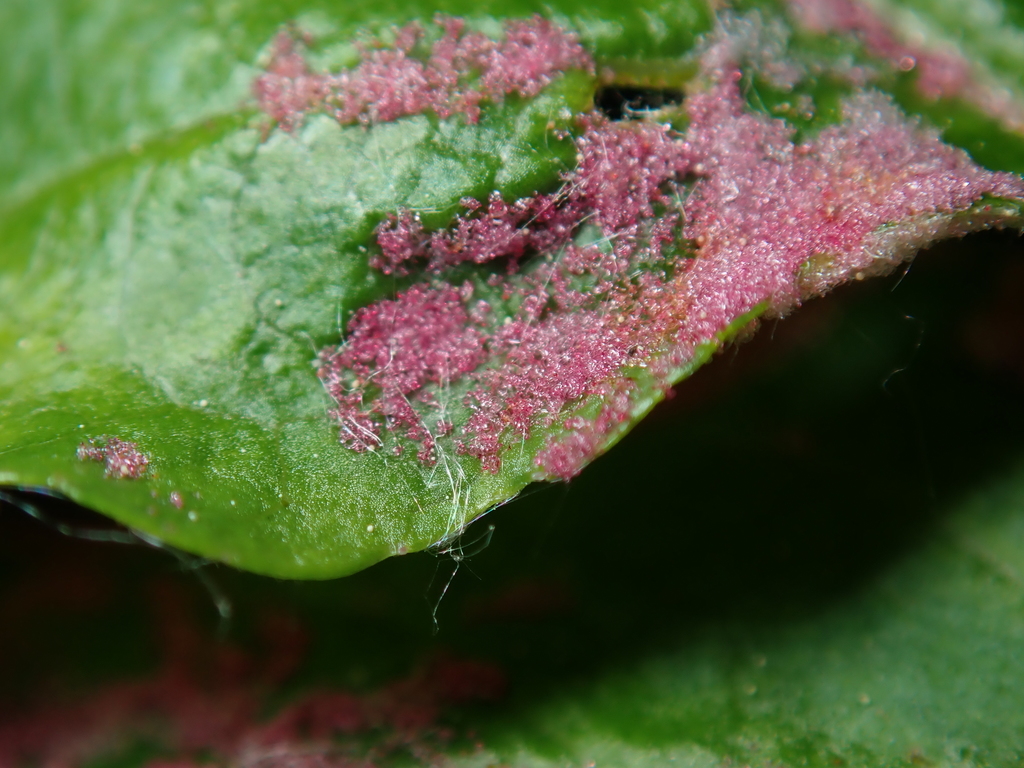 Apple Leaf Mite