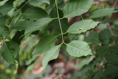 Euonymus hamiltonianus sieboldianus
