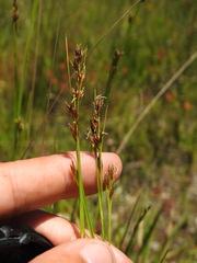 Rhynchospora modesti-lucennoi, photograph (c) Duarte Frade, some rights reserved (CC BY)