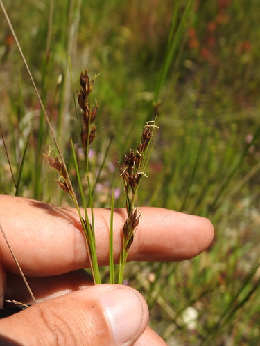 Rhynchospora modesti-lucennoi, photograph 2