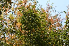 Guatemalan oak (Quercus acatenangensis)