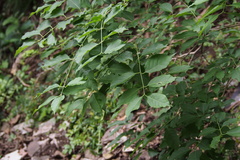 Euonymus hamiltonianus sieboldianus