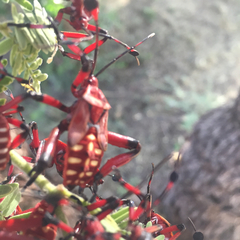 Pachylis neocalifornicus