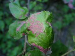 Phyllocoptes malinus