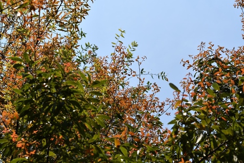 Quercus acatenangensis